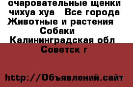 очаровательные щенки чихуа-хуа - Все города Животные и растения » Собаки   . Калининградская обл.,Советск г.